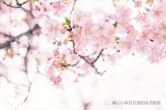 这个春天，我们相约“花”样少林延鲁武术学校！