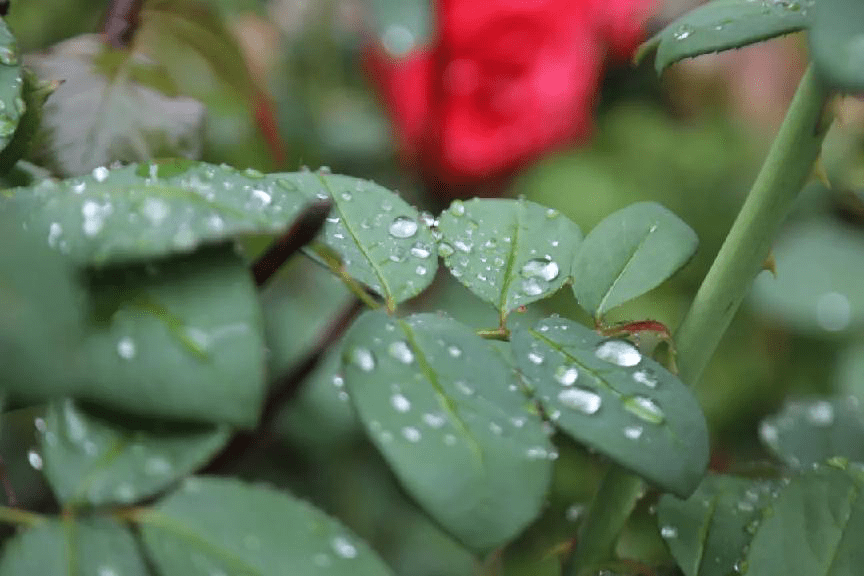 绝美延鲁雨景丨一份独特而隽永的时光记忆