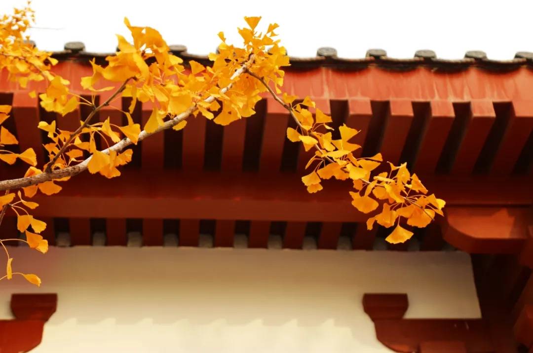 秋风乍起，“醉”美延鲁